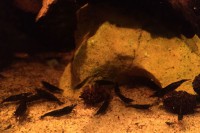 /album/fotogalerij/black-sakuras-2-jpeg2/